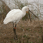 birding in spain birding family holiday llobregat spoonbill photo