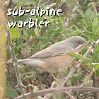 birding in spain birding family holidays garraf massif barcelona sub-alpine warbler photo link