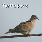 birding in spain birding bird watching trips aiguamolls turtle dove photo