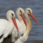 birding in spain birding bird watching trips aiguamolls white stork photo