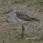 birding in spain birding guided family day trips ebro delta wood sandpiper photo