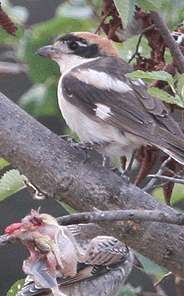 birding in spain birding family short breaks cap de creus woodchat shrike photo